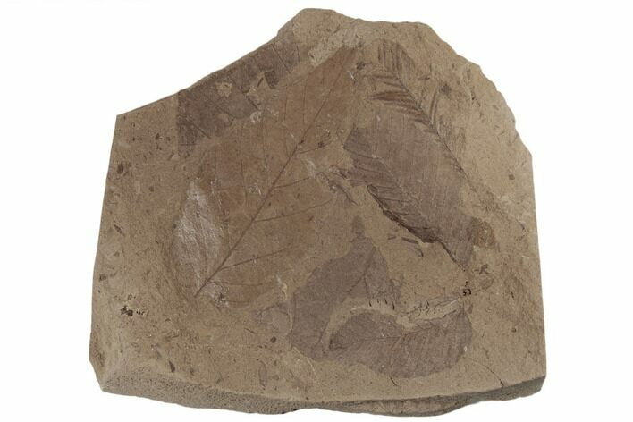 Miocene Fossil Leaf with Cypress Frond - Idaho #189104